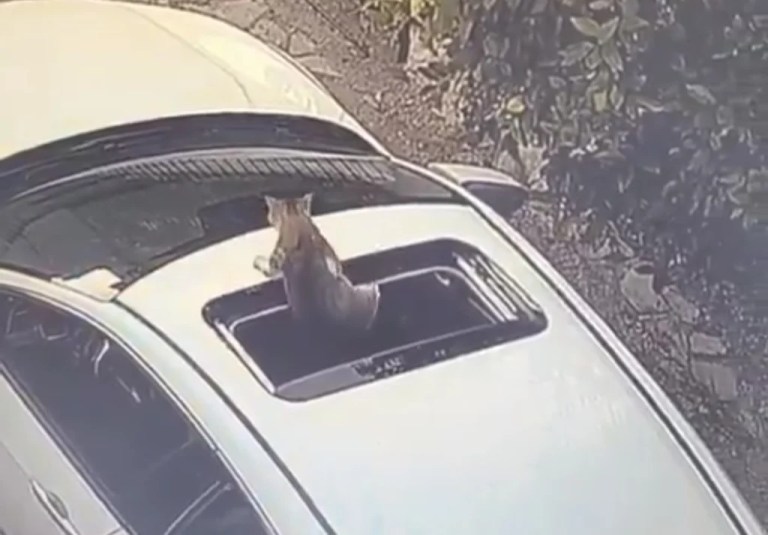 Kocaeli’de kedi sunroofta mahsur kaldı!
