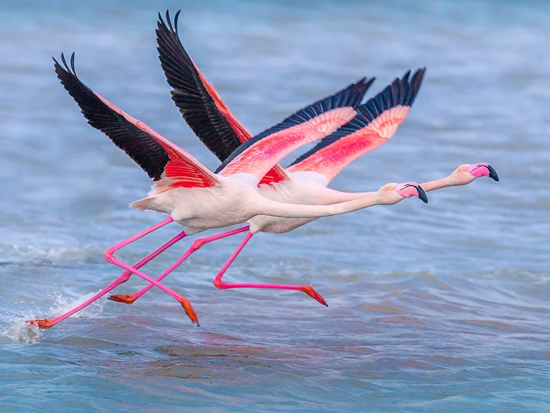 İzmit Körfezi’nde flamingo sürprizi