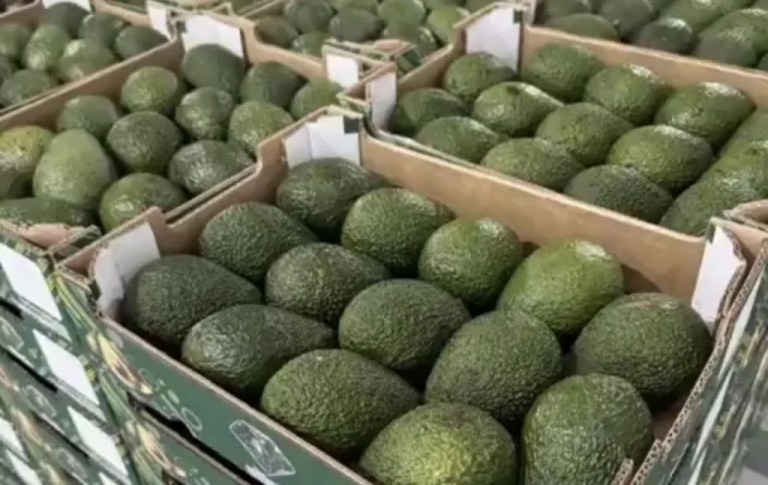 Avokado Fiyatları Şaşırttı: İthalat ile Market Arasında 9 Kat Fark