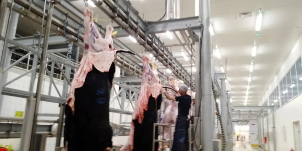 Büyükşehir Mezbahası’nda kurban kesimi tamamlandı