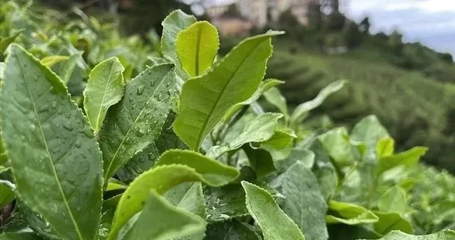 Yaş çay alım fiyatı 35 lira oldu