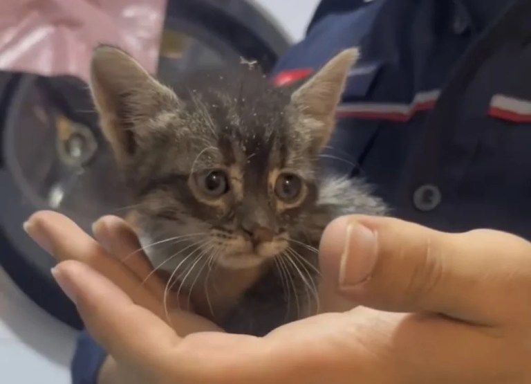 Yavru kedi için seferberlik!