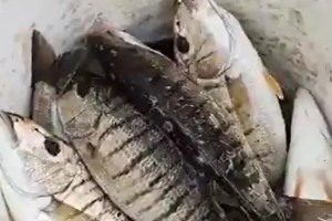 Sekapark’ta mırmır bereketiyle körfez canlandı