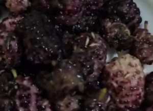 Dutlardan yüzlerce kurt çıktı!