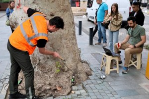 Asırlık ağaçlara akustik tomografi koruması